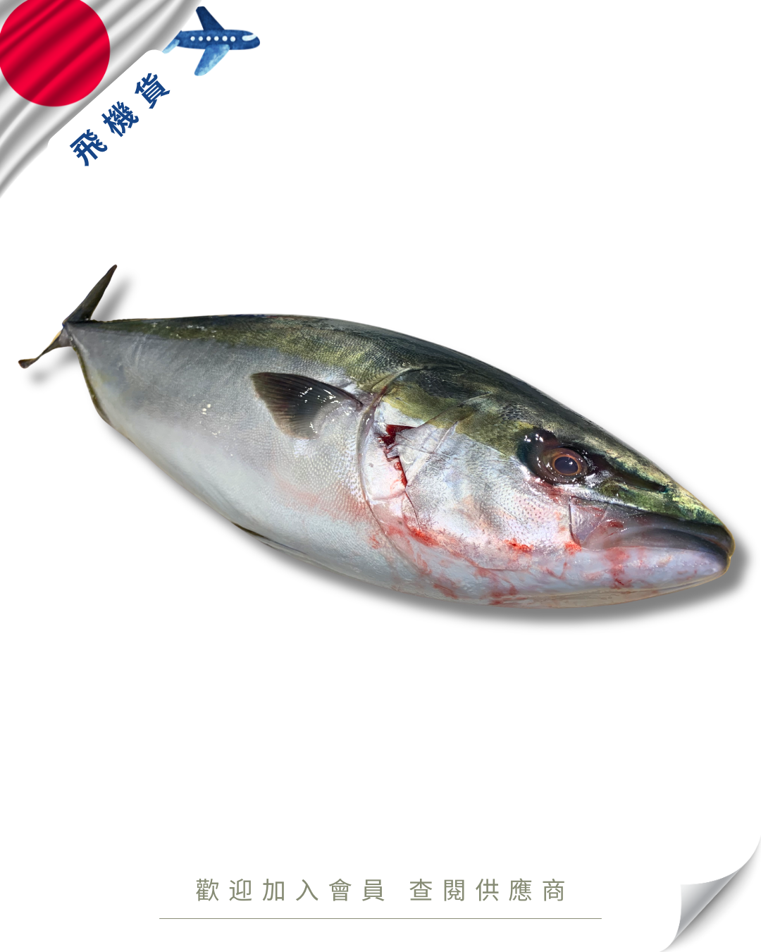 E101 - 日本 原條鮮油甘魚 ハマチ 5kg up
