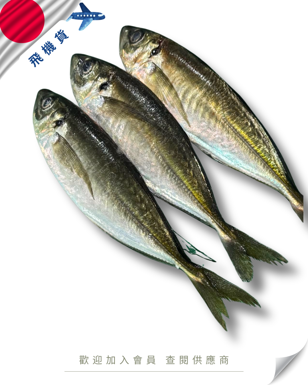 E101 - 日本 網池魚 網アジ / 鰺 200-300g