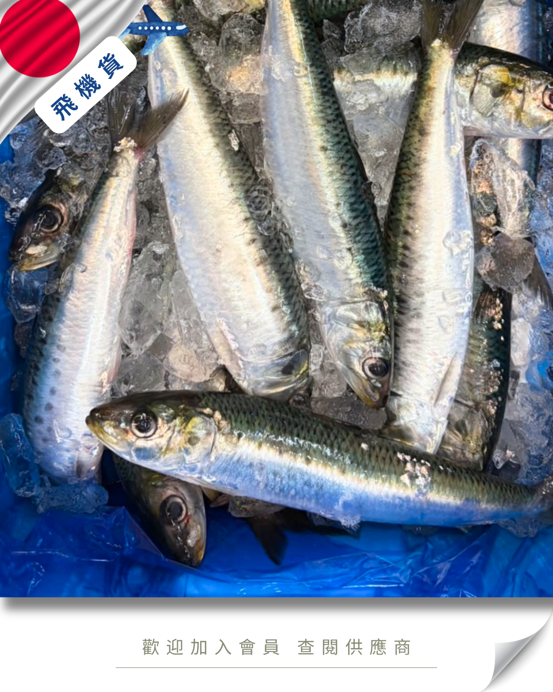 E101 - 日本 沙甸魚 イワシ 100-150g