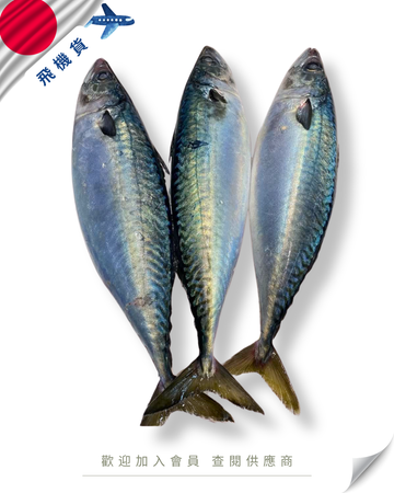 E101 - 日本 養殖鯖魚 養サバ 500g up