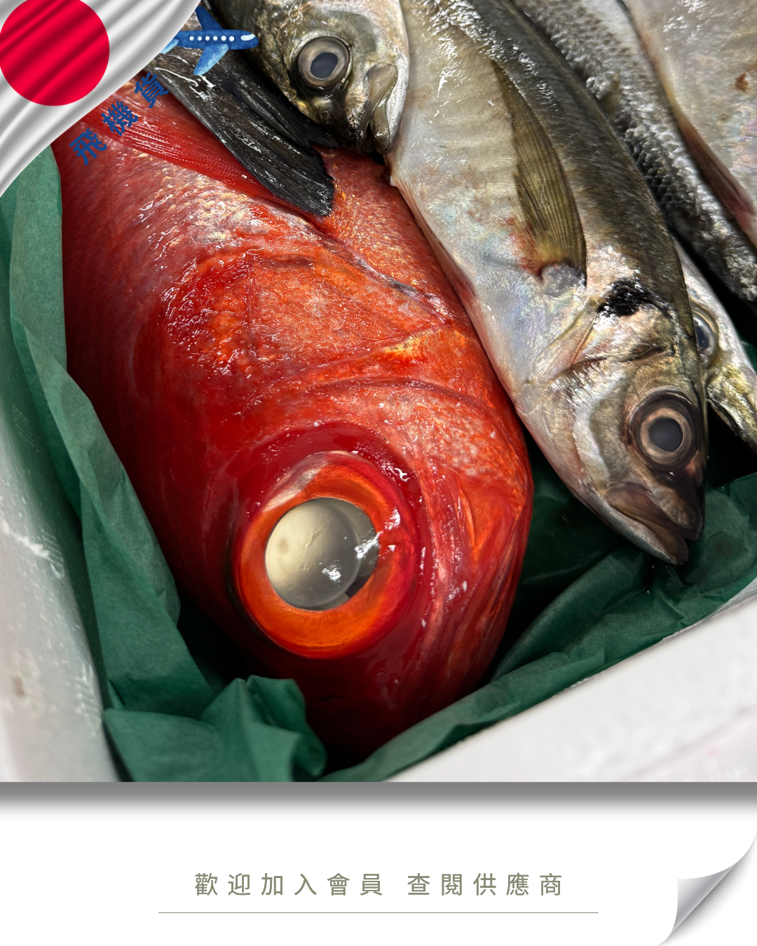 E101 - 日本 鮮魚魚箱 鮮魚セット 4kg / 7kg