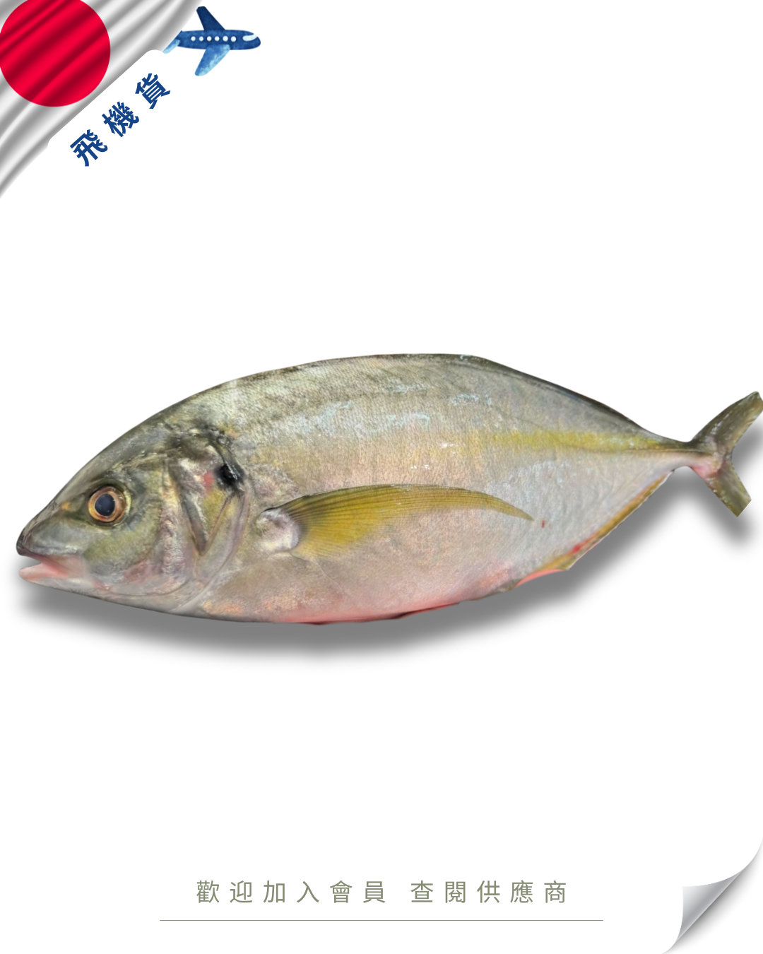 N102 - 日本 縞鰺 / 深海池魚王 シマアジ 1.5kg up