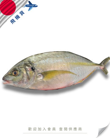 N102 - 日本 縞鰺 / 深海池魚王 シマアジ 1.5kg up
