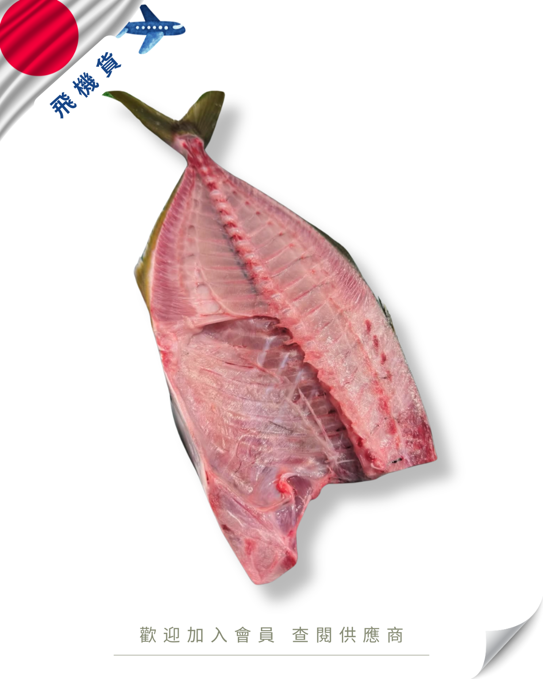 N102 - 日本 縞鰺 / 深海池魚王 シマアジ 1.5kg up