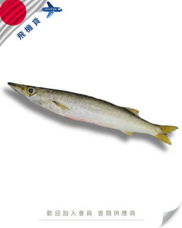 N102 - 日本 梭子魚 カマス 200-300g