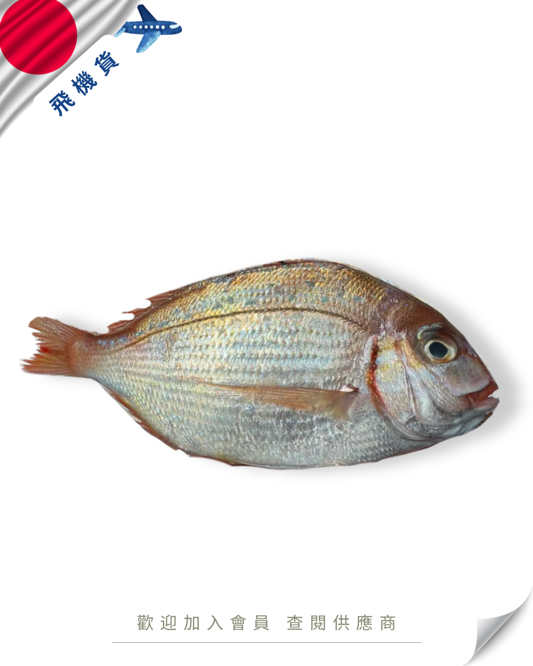 E101 - 日本 春子鯛 カスゴ 150-250g