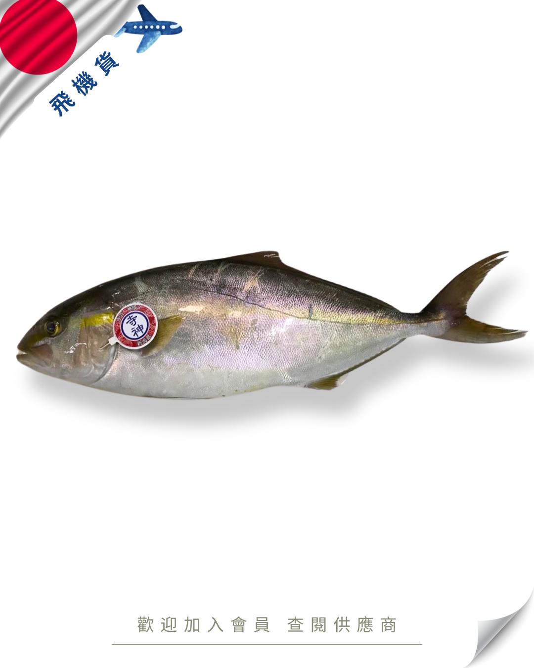 E101 - 日本 間八 / 勘八 / 章紅魚 カンパチ 3kg up