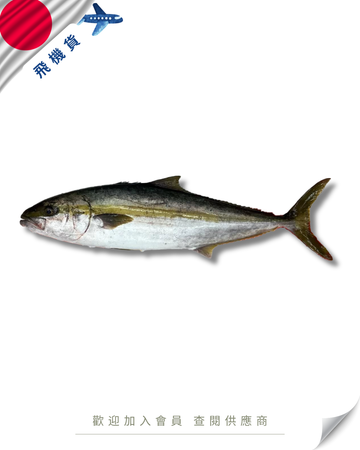 N102 - 日本 間八 / 勘八 / 章紅魚 カンパチ 3kg up
