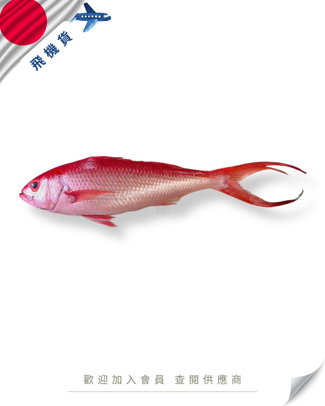 E101 - 日本 尾長鯛 / 浜鯛 ハマダイ 400g-1kg