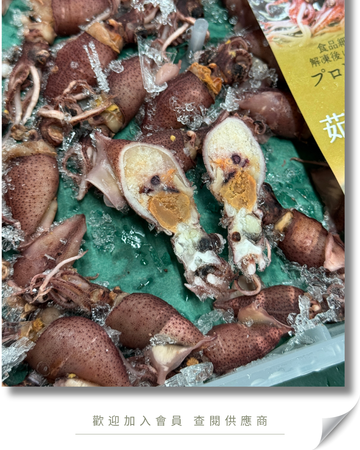 E101 - 日本 兵庫縣 螢光烏賊 / 螢光魷魚 300g