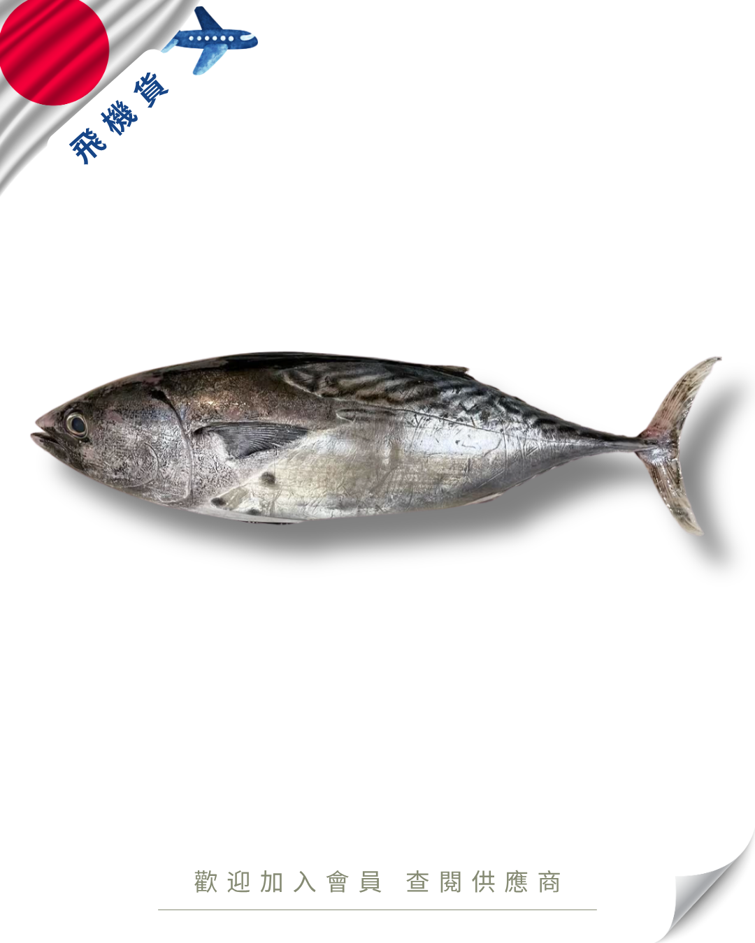 E101 - 日本 鰹魚 カツオ 3-5kg