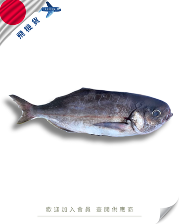 E101 - 日本 大目 / 目鯛 メダイ 2kg up