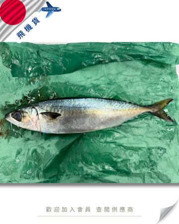 N102 - 日本 養殖鯖魚 養サバ 500g up