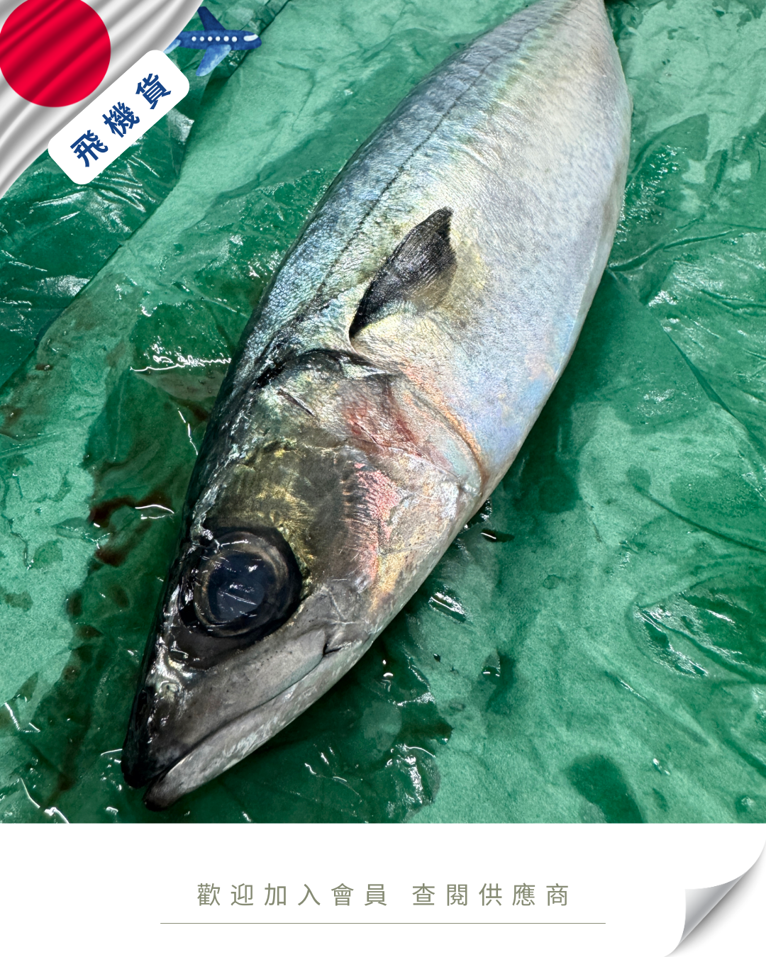 N102 - 日本 養殖鯖魚 養サバ 500g up
