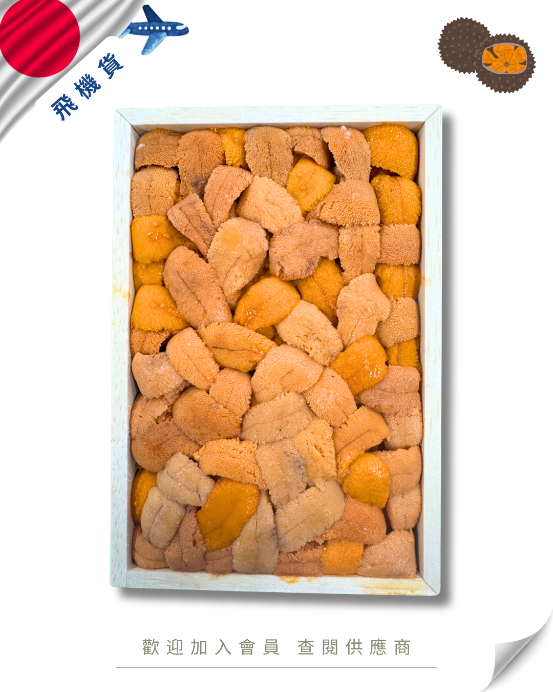 E101 - 日本 丸一 馬糞海膽 亂排 250g