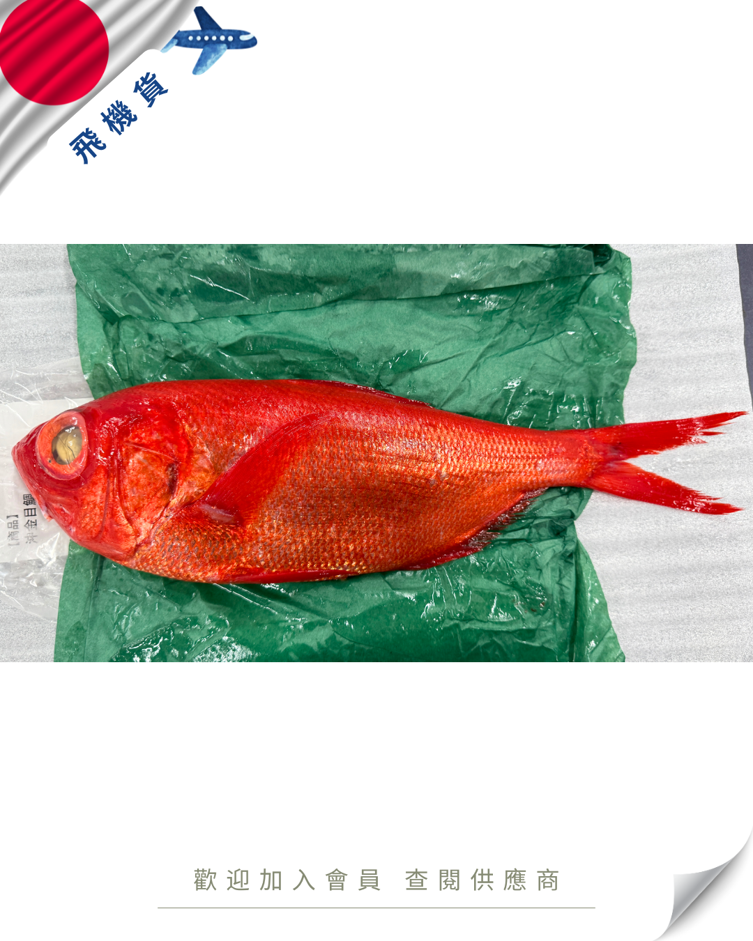 E101 - 日本 沖金目鯛 ジキンメダイ 800g up