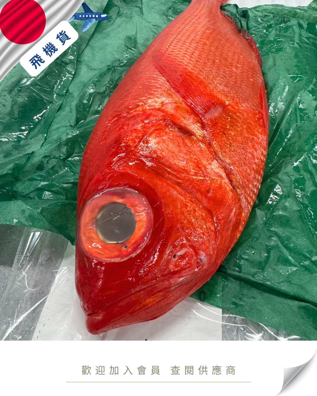 E101 - 日本 沖金目鯛 ジキンメダイ 800g up