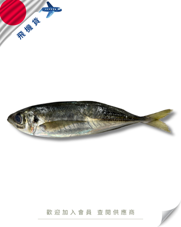 N102 - 日本 網池魚 網アジ / 鰺 200-300g