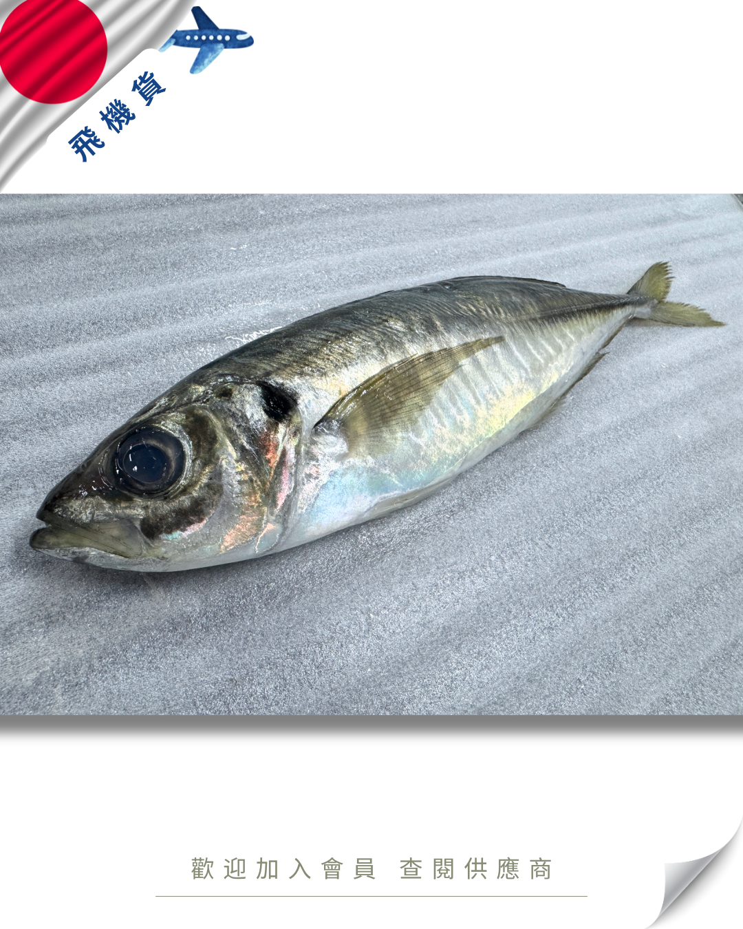N102 - 日本 網池魚 網アジ / 鰺 200-300g
