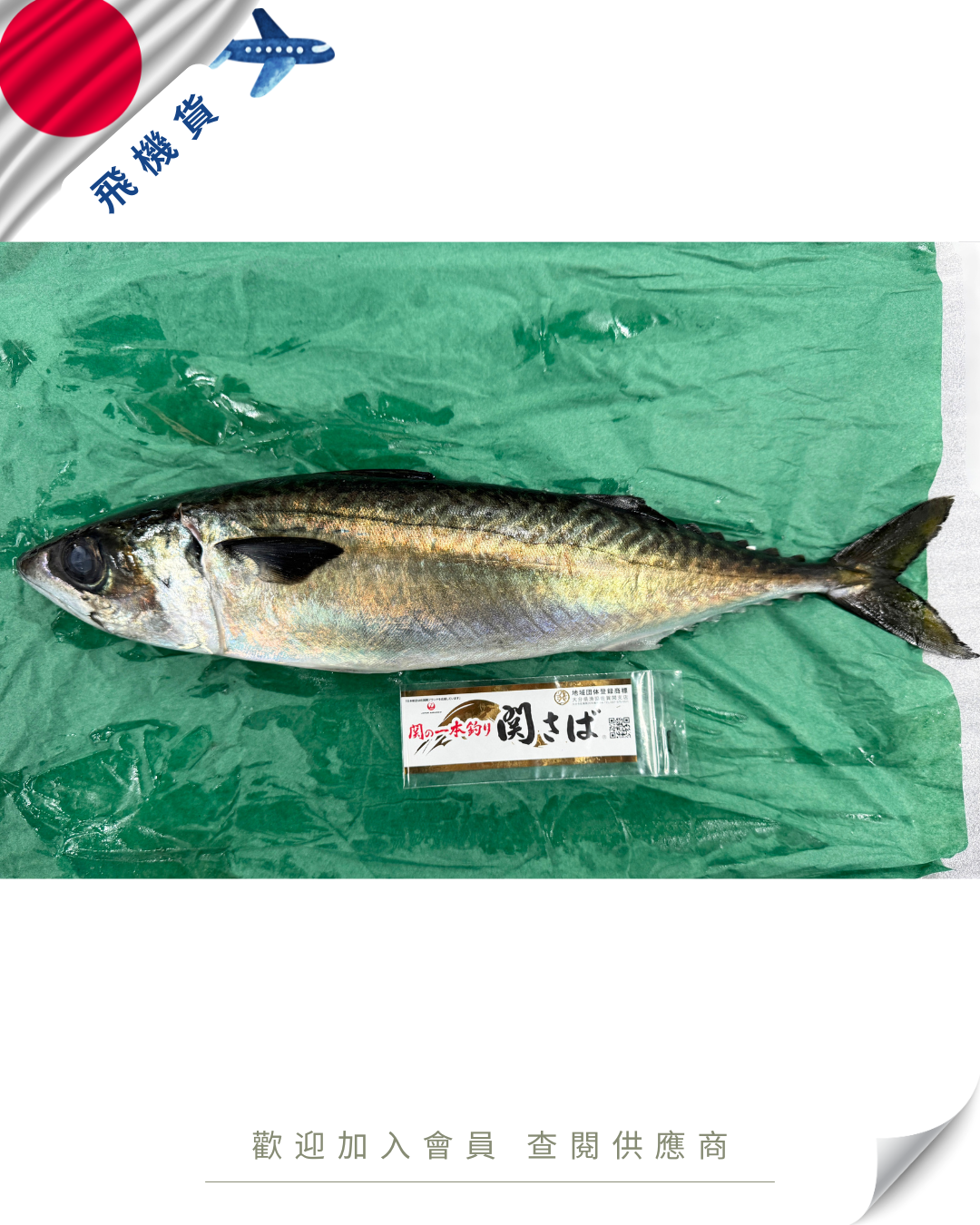 N102 - 日本 關鯖魚 関サバ  700g up
