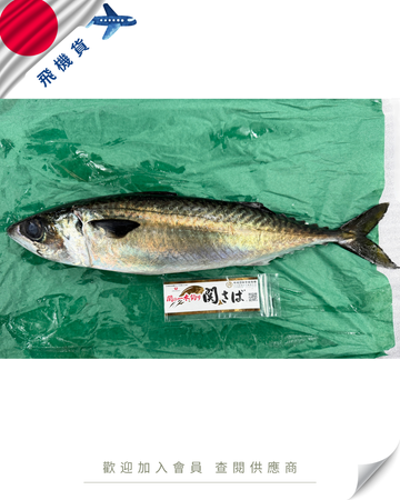 N102 - 日本 關鯖魚 関サバ  700g up