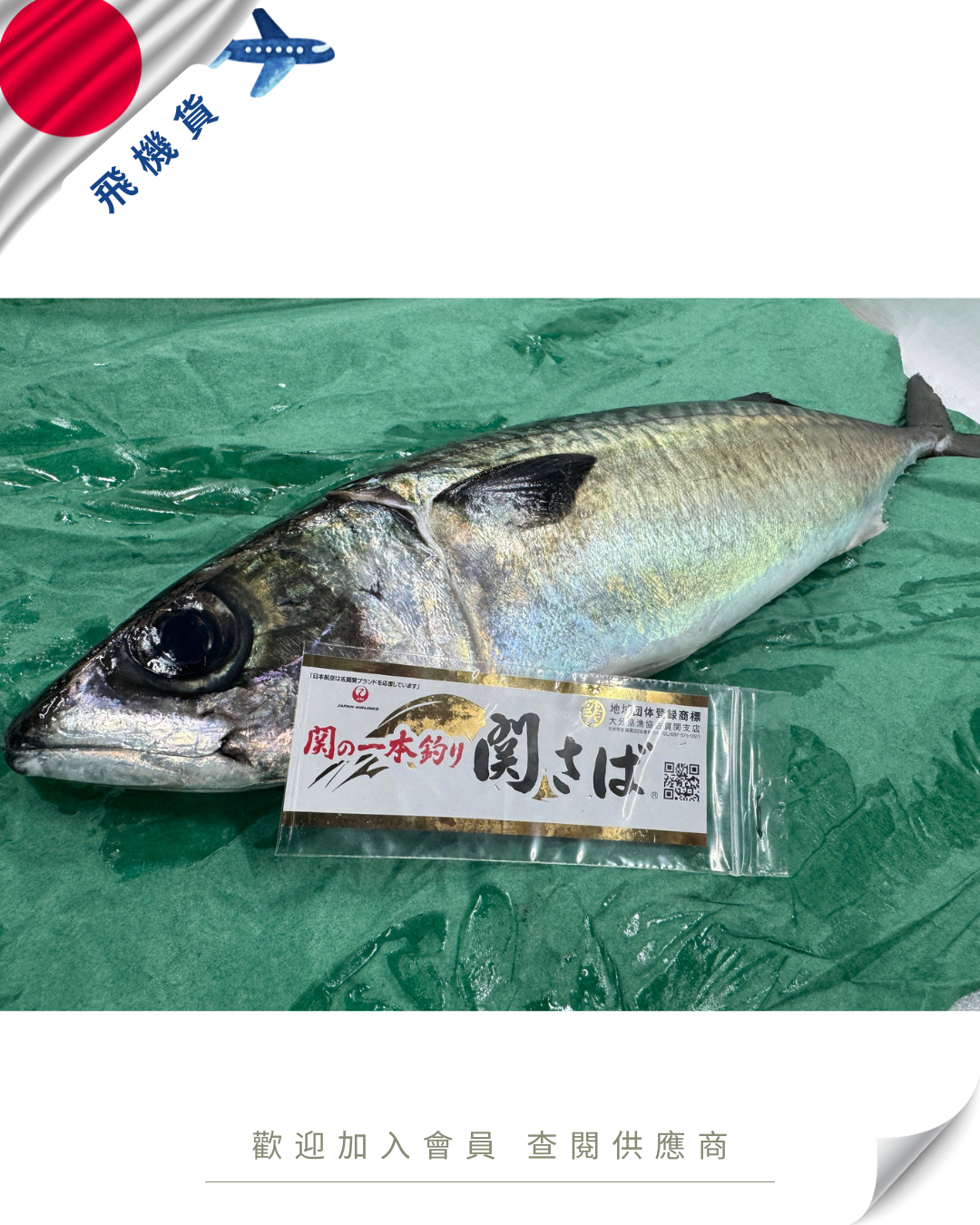 N102 - 日本 關鯖魚 関サバ  700g up