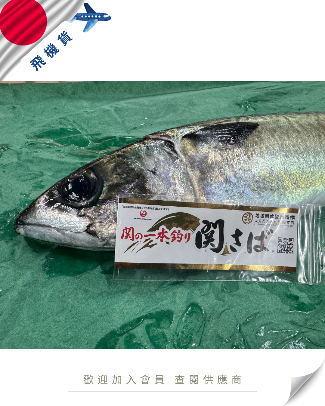N102 - 日本 關鯖魚 関サバ  700g up