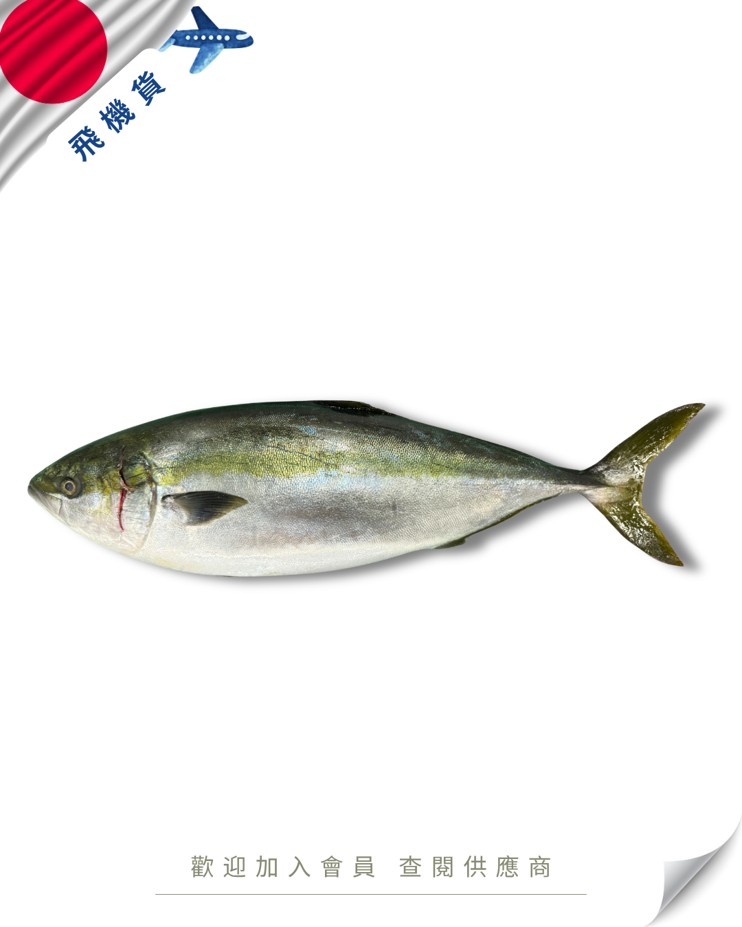 N102 - 日本 原條鮮油甘魚 ハマチ 5kg up