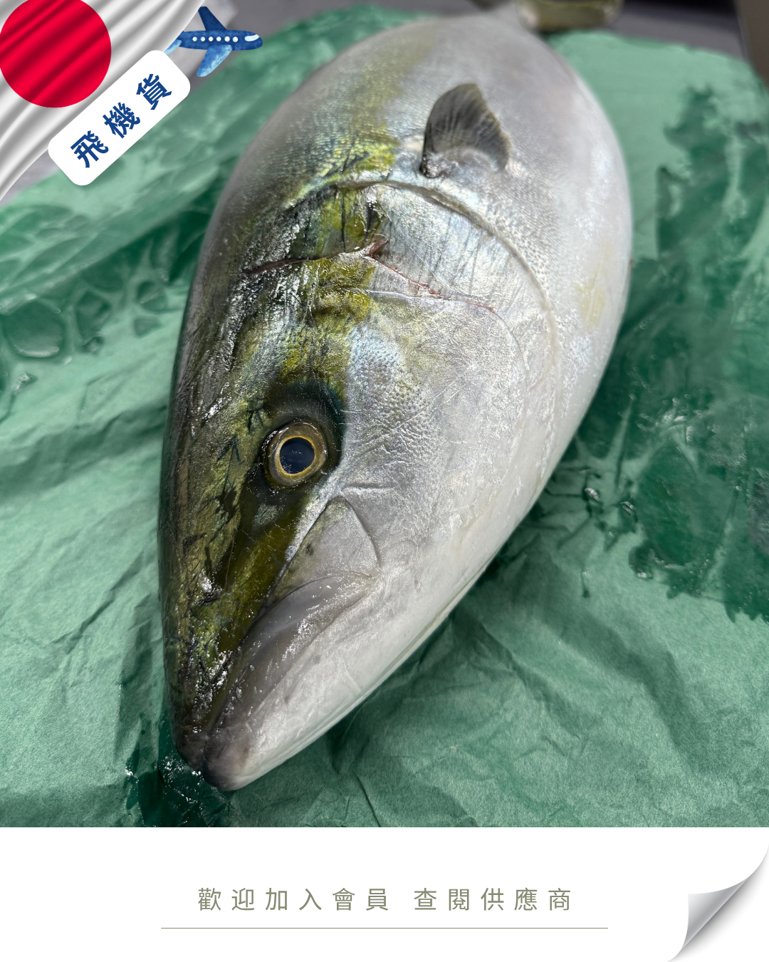 N102 - 日本 原條鮮油甘魚 ハマチ 5kg up