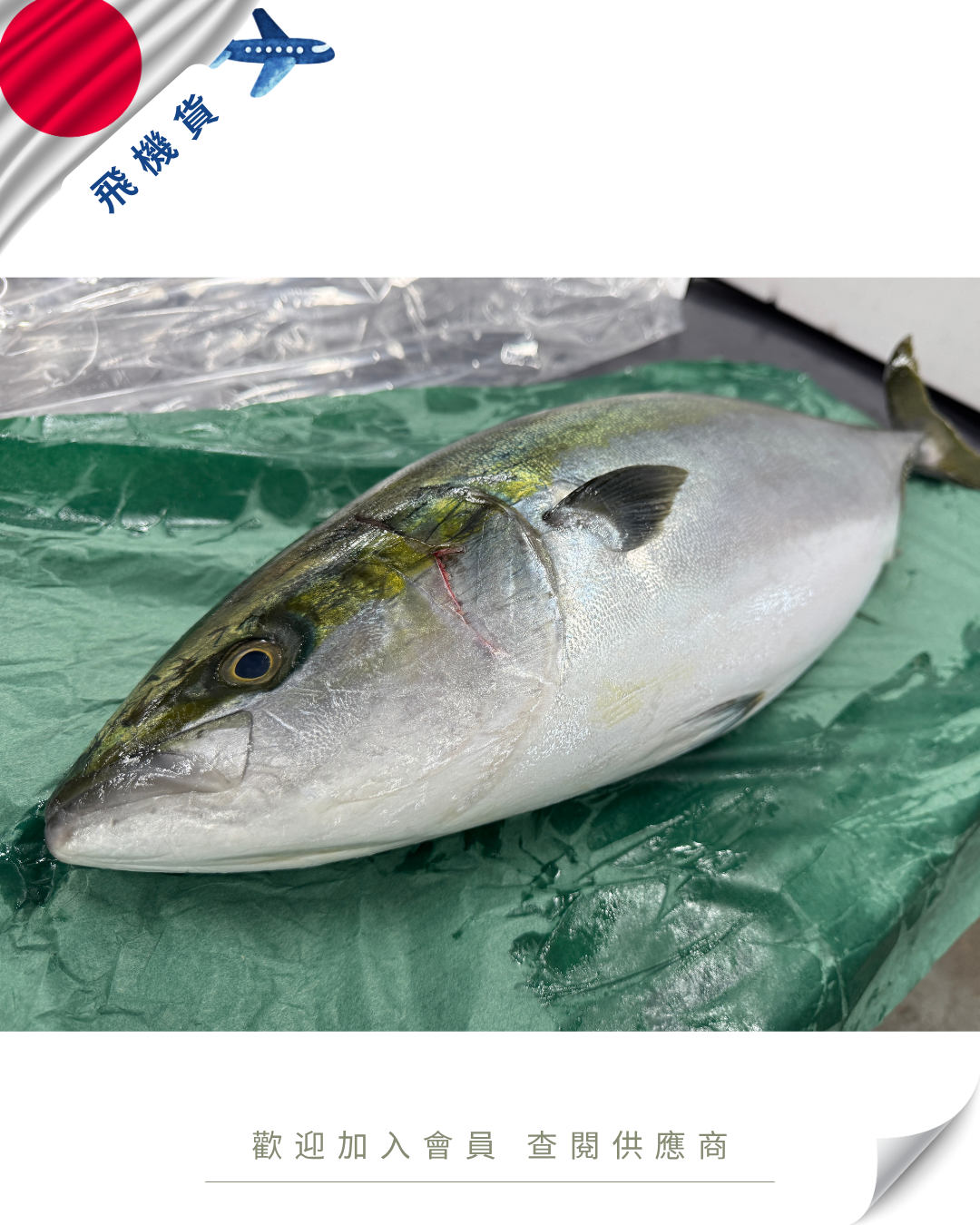 N102 - 日本 原條鮮油甘魚 ハマチ 5kg up