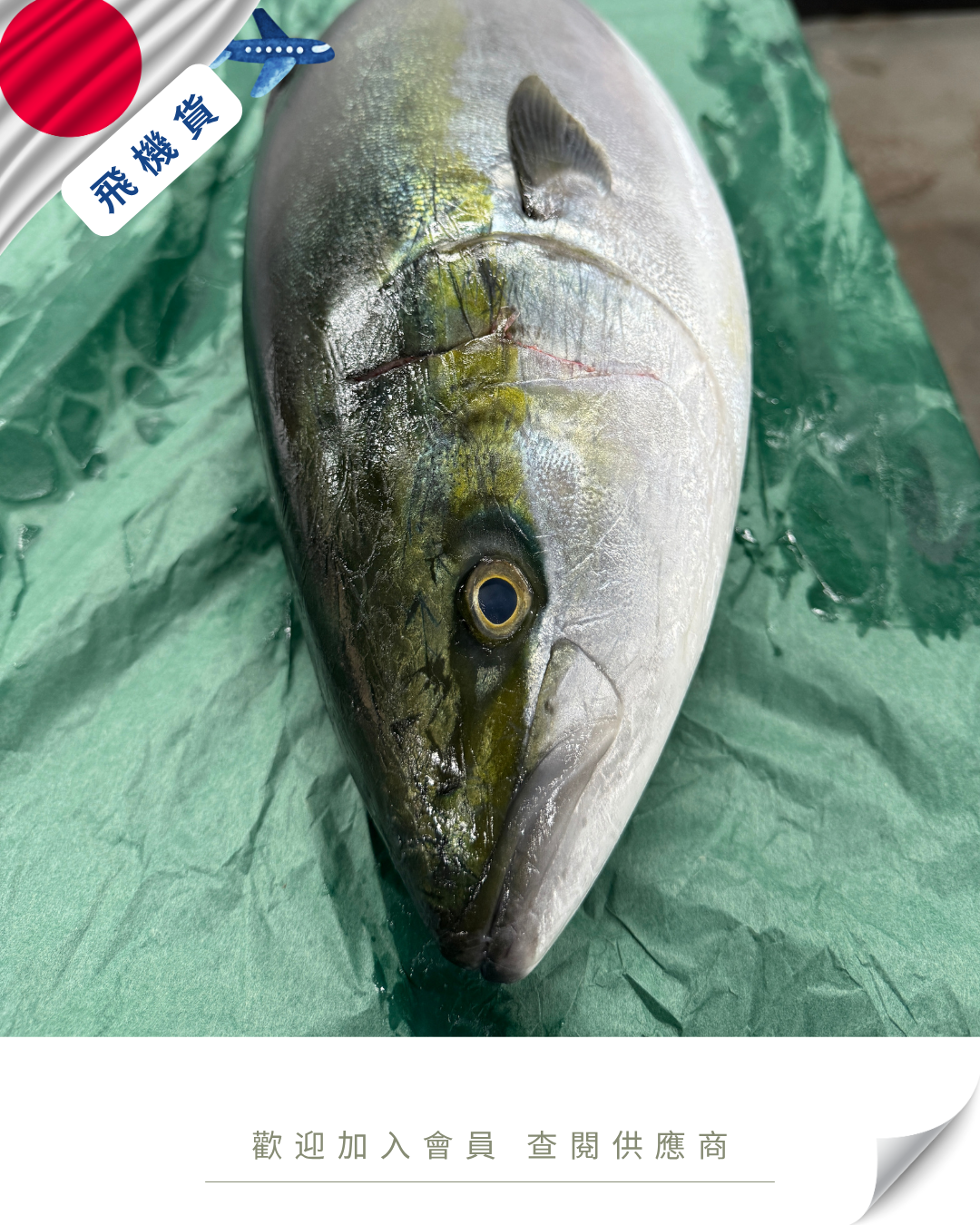 N102 - 日本 原條鮮油甘魚 ハマチ 5kg up