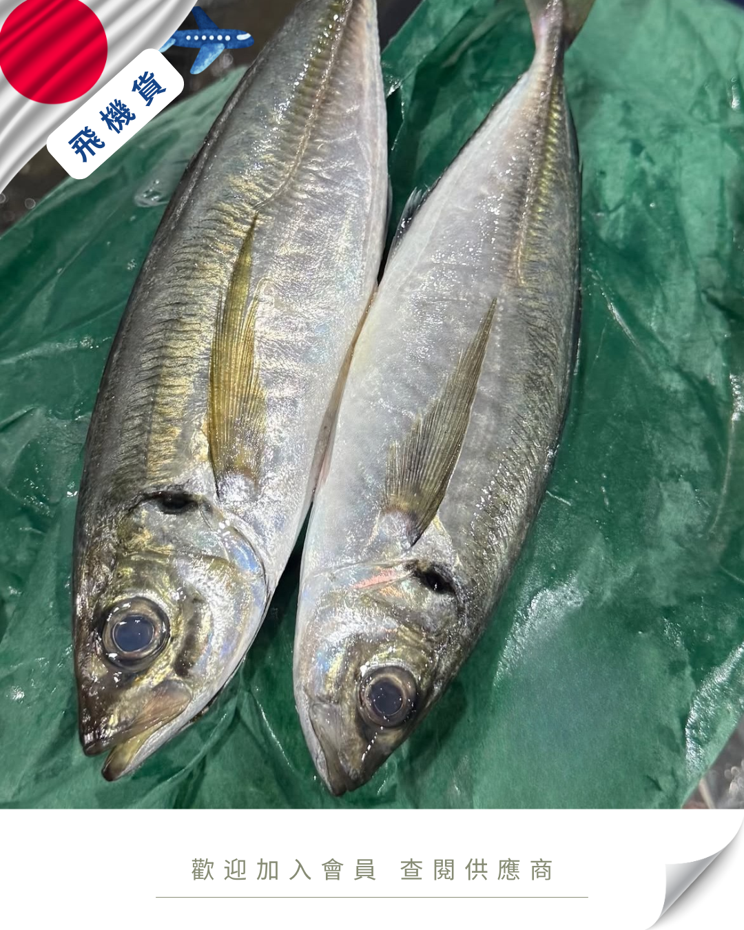 E101 - 日本 網池魚 網アジ / 鰺 200-300g