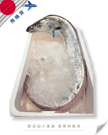 N102 - 日本 太刀魚 / 白帶魚 タチウオ 1-2kg