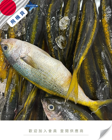 E101 - 日本 高部魚 タカベ 300g up