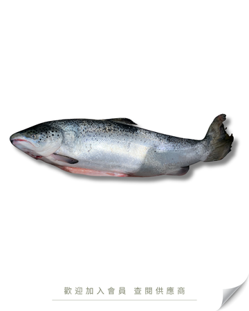 S103 - 挪威 原條鮮三文魚 6kg up