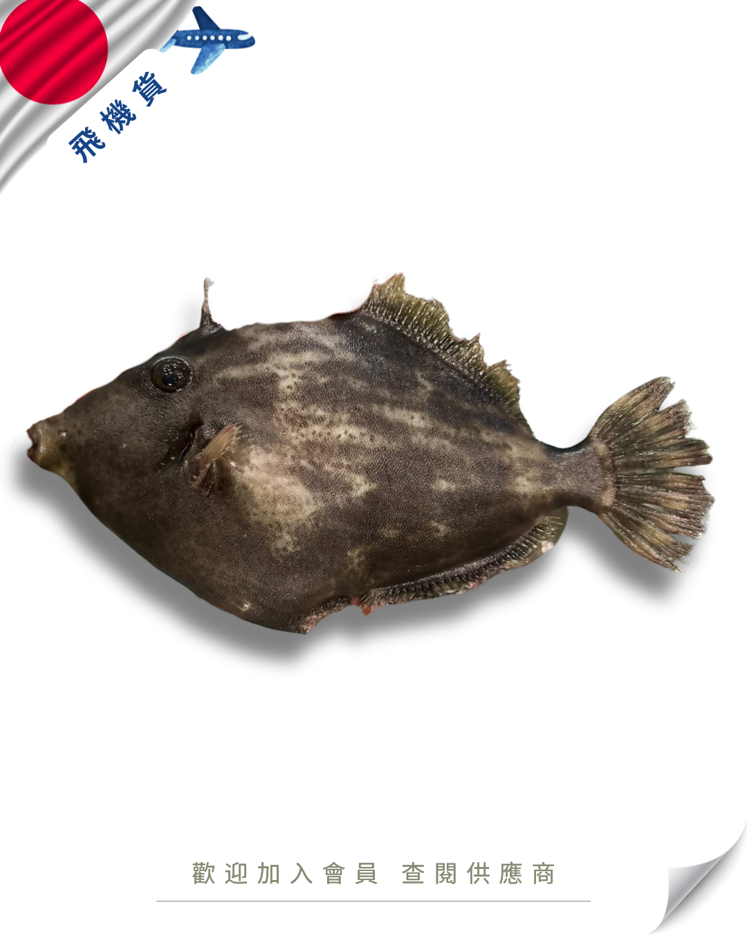E101 - 日本 皮剝魚 カワハギ 300g up