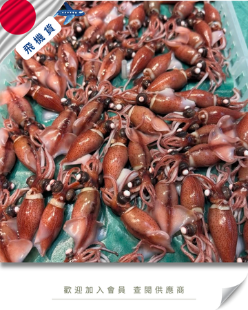 E101 - 日本 兵庫/富山 (熟) 螢光魷魚 ボイルホタルイカ 300g/350g