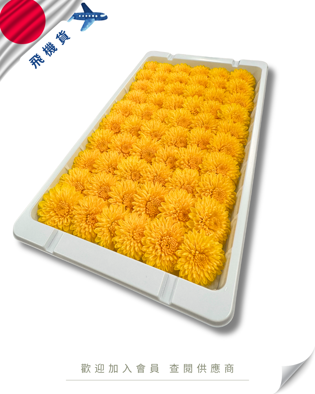 E101 - 日本 小菊 60入