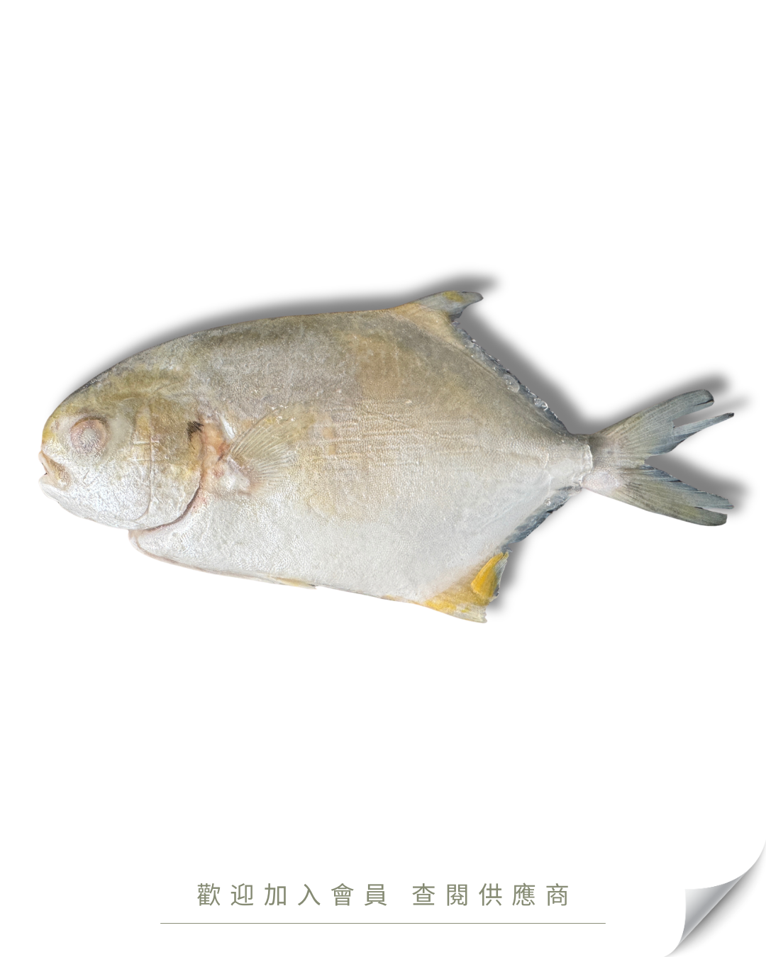 W106 - 黃立鯧魚150-200 / 200-300 / 300-400 (三去 全清) 12kg /箱