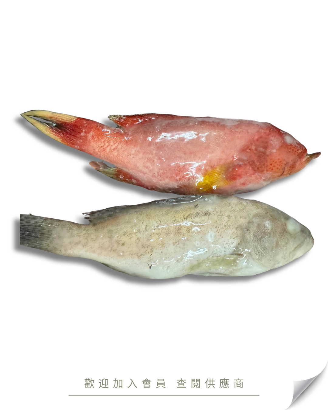W106 - 海捕斑魚 雜斑 200-300 / 300-400 / 400-500 (三去 全清) 10kg /箱
