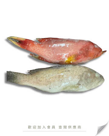 W106 - 海捕斑魚 雜斑 200-300 / 300-400 / 400-500 (三去 全清) 10kg /箱