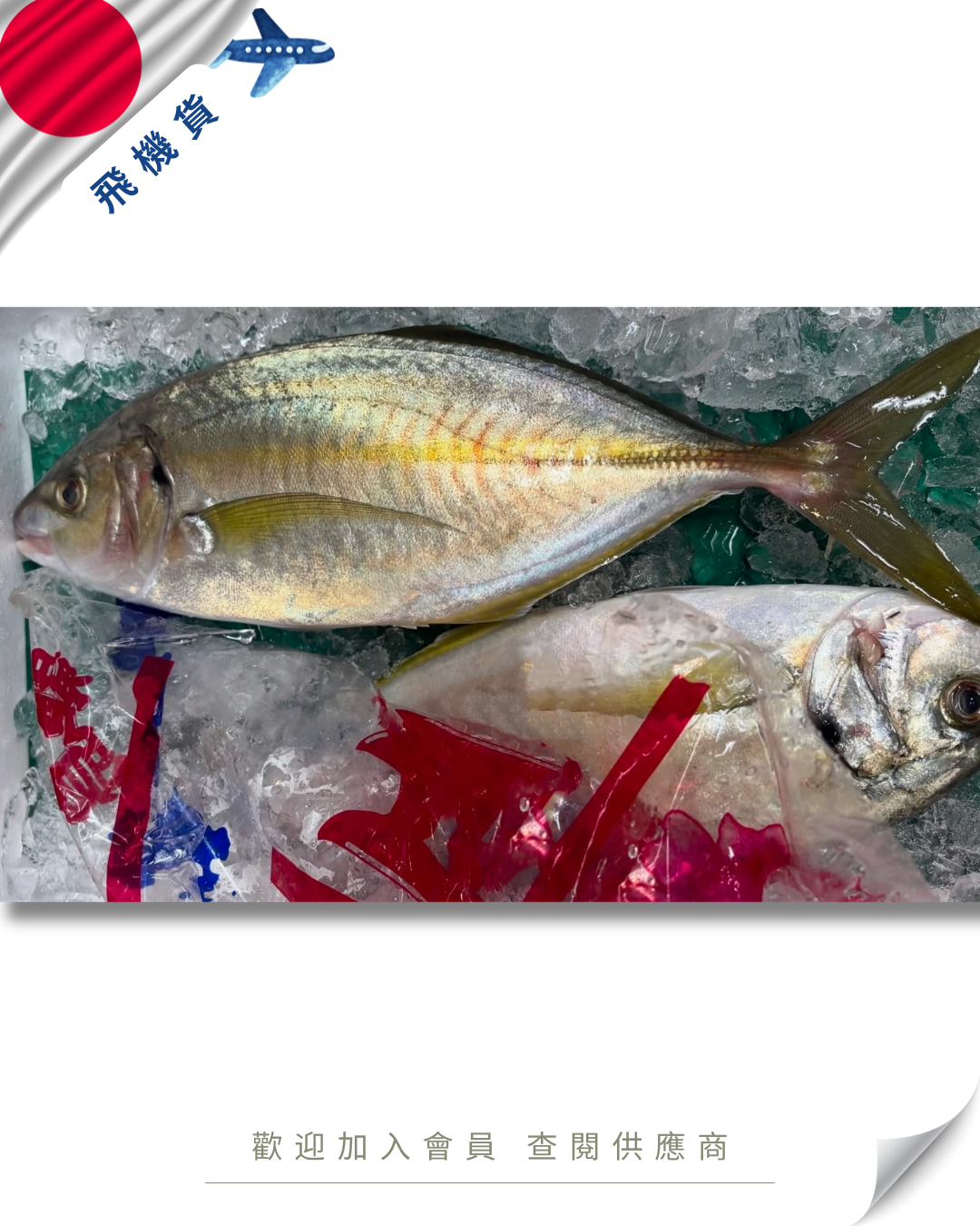 E101 - 日本 縞鰺 / 深海池魚王 シマアジ 1.5kg up