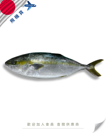 E101 - 日本 鰤魚 ブリ / ぶり 7kg up