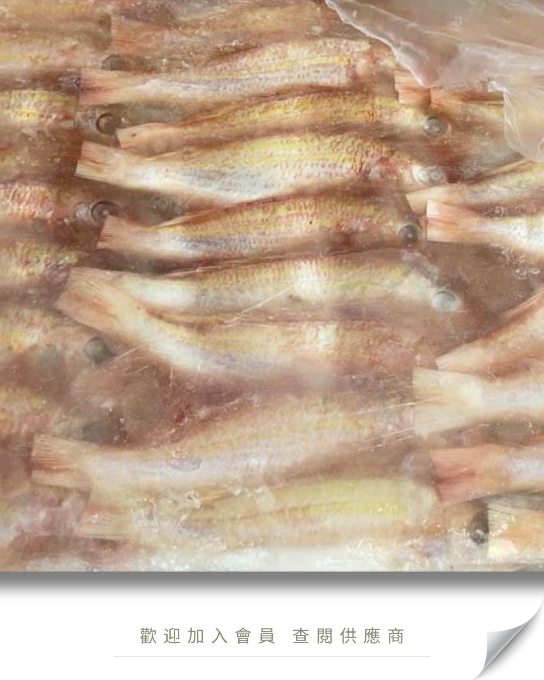 W106 - 紅衫魚 (三去 全清) 10kg /箱