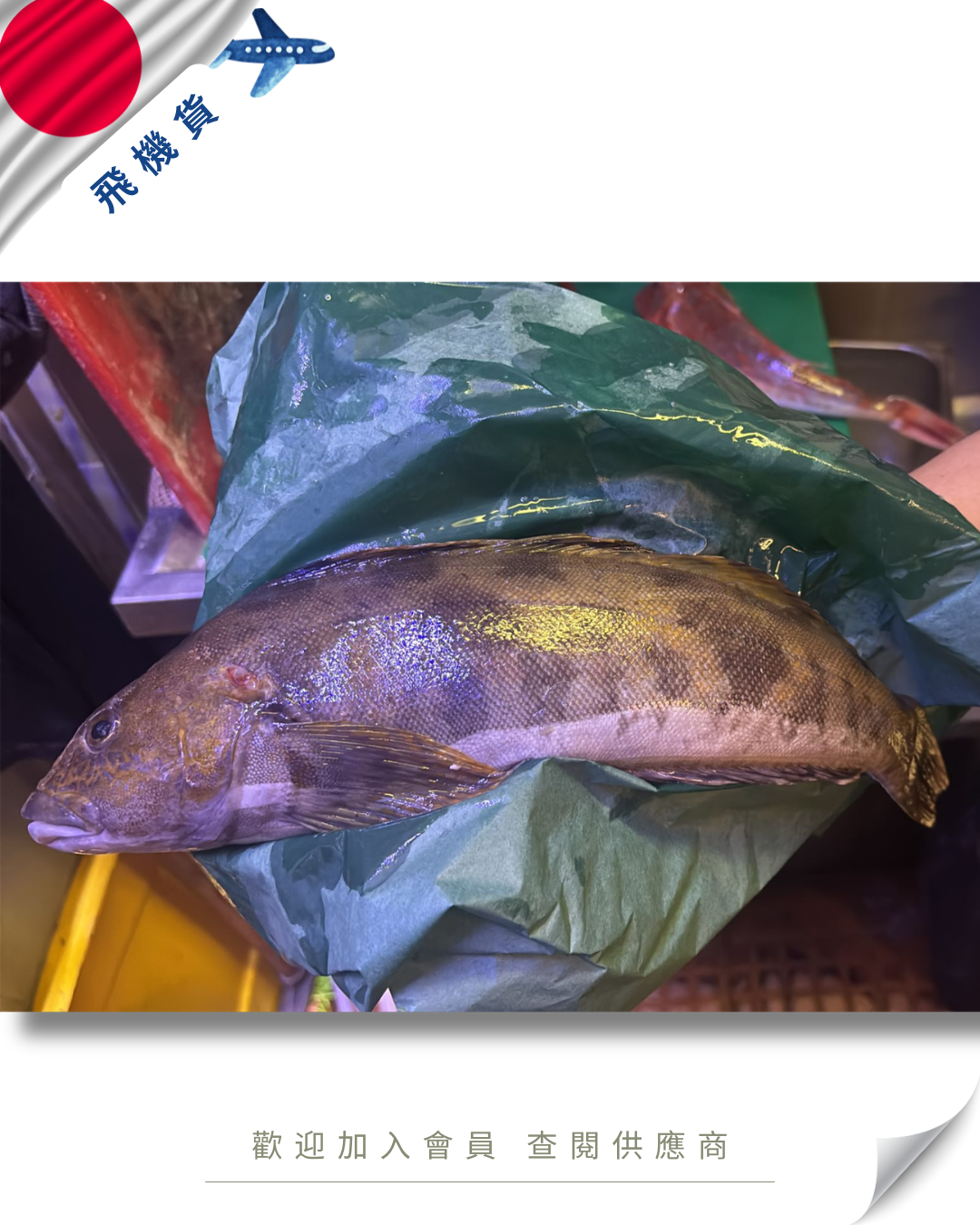 E101 - 日本 愛女魚 アイナメ 1kg up