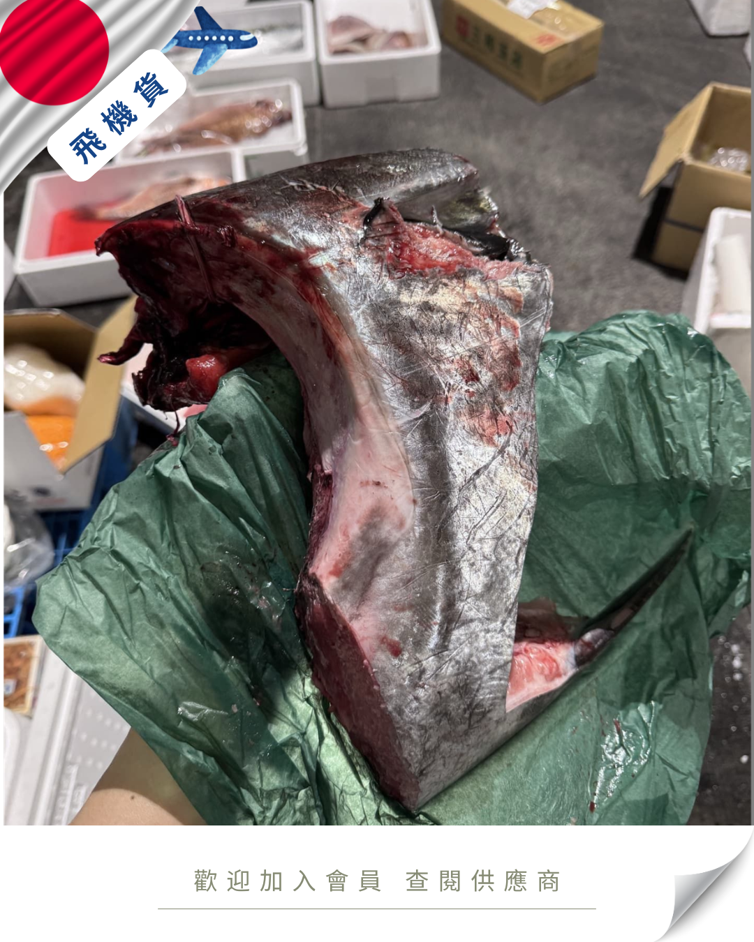 E101 - 日本 吞拿魚鮫 生本マグロカマ 500g up