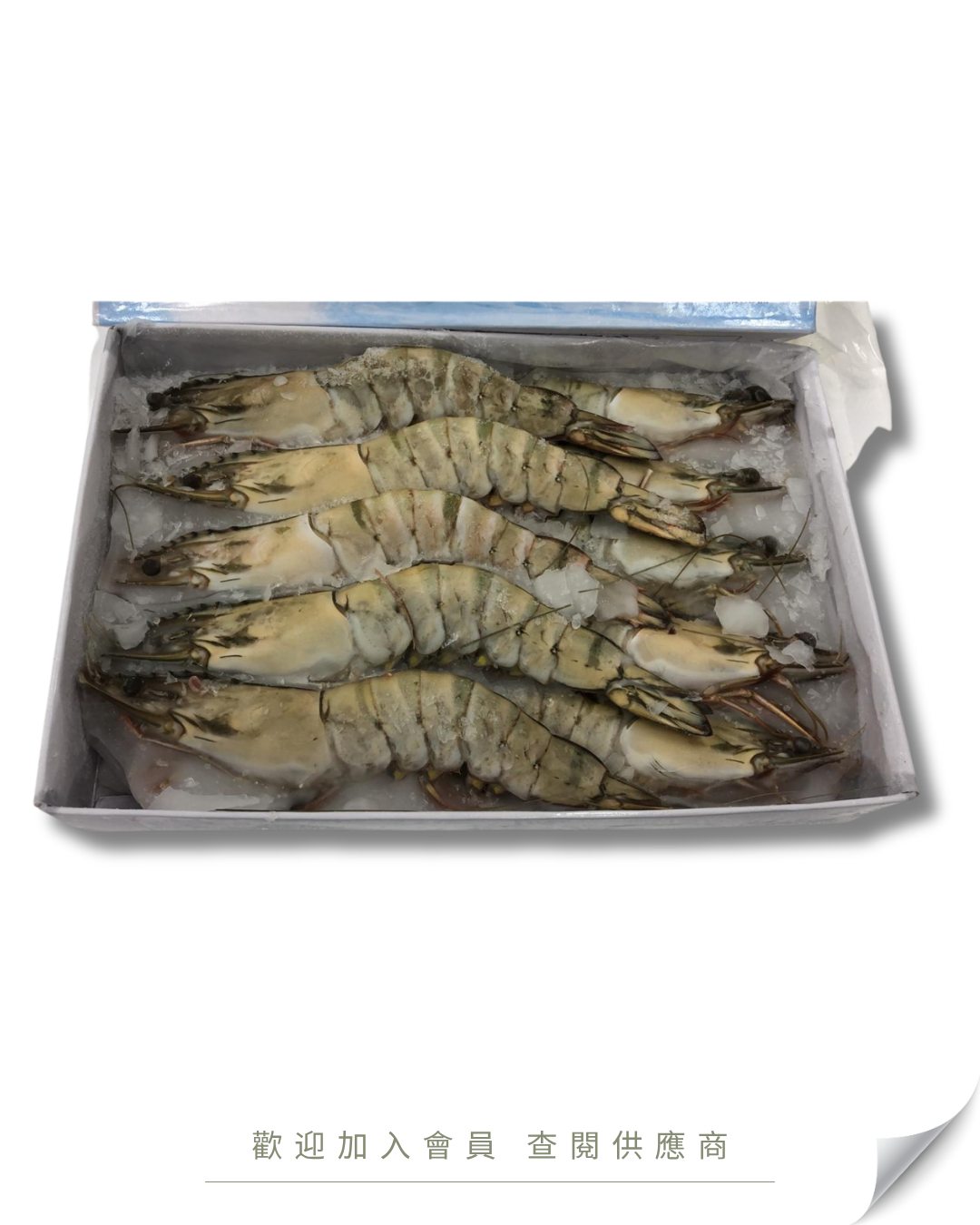 H103 - 越南 有頭虎蝦 13-15隻 / 盒