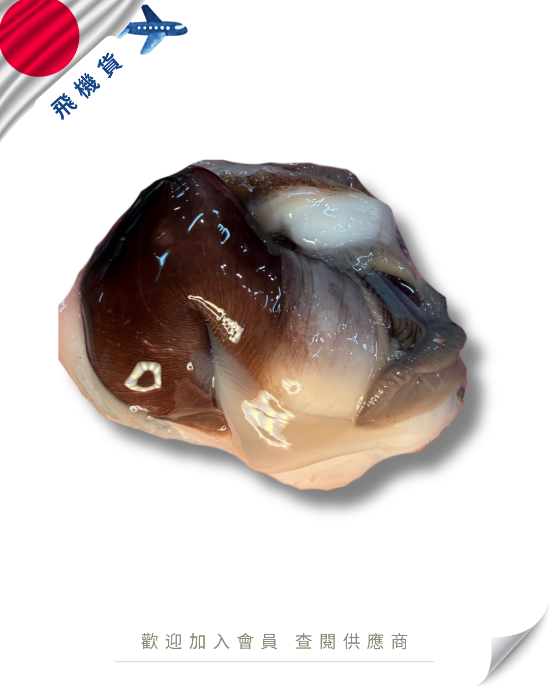 E101 - 日本 鳥貝 殻付きトリガイ 70-90g