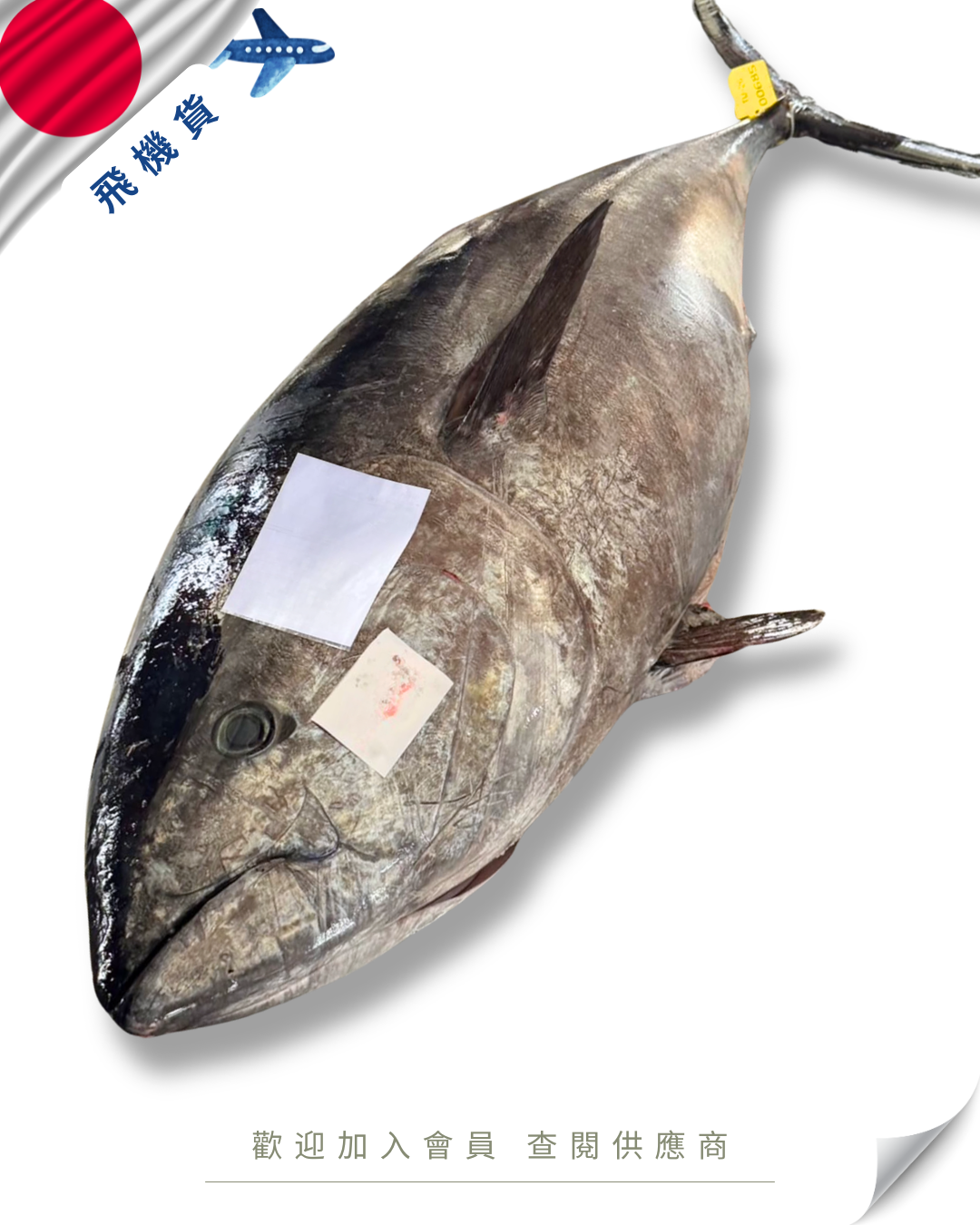 E101 - 日本 吞拿魚 原條 マグロ 丸 50kg up