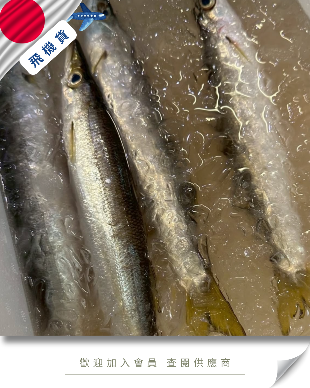 E101 - 日本 梭子魚 カマス 200-300g